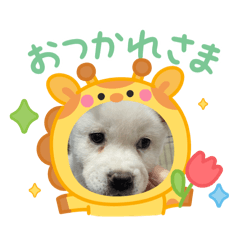 ミックス犬りく