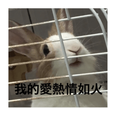 兔兔多