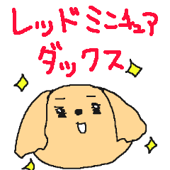 Cute Red Miniature Dachshund!