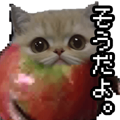 Cat meme [apple cat] 4