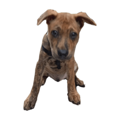 chaotic tiger dog memes