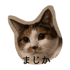 Suzu_20250829020310