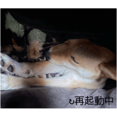 sibainu_20250829052650