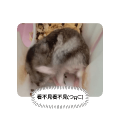 暴躁鼠和戀愛腦主人