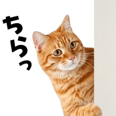 動くっ！かわいい猫写真のアニメスタンプ2