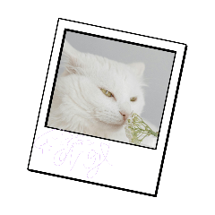 吱吱吱吱吱呵呵