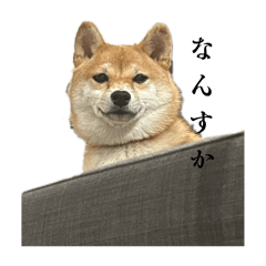 kinako_20250829203101