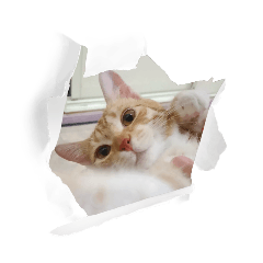 嘟嘟₍˄·͈༝·͈˄₎ฅ˒˒