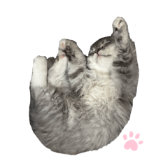 小喵的可愛日常