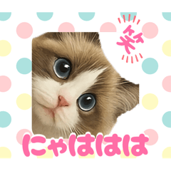 『ラグドール』のスタンプ