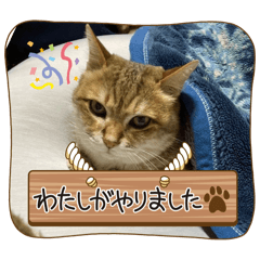 Rinの日常すたんぷ