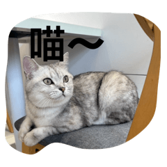 喵～貓