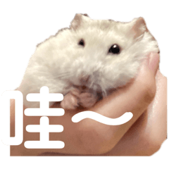 琪琪的小布丁9