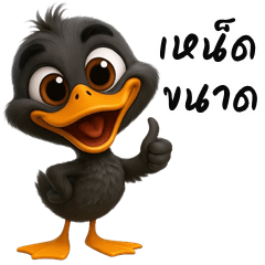 Cheeky black Duck (Kum-muang)