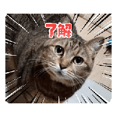 CAT_20250830160848