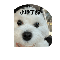 lulu 寶寶