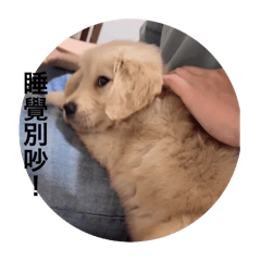 球球黑皮改良版