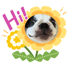 Daisy_20250830093805