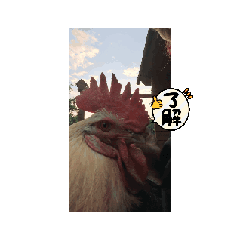 LHNiseko_20250830223514