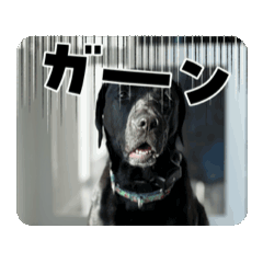 black labdog munchan