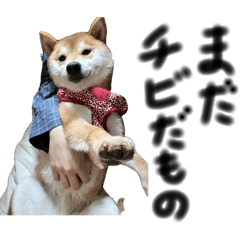 momoko_20250830102903