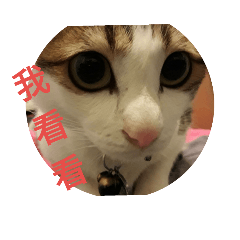 跩跩胖喵錢
