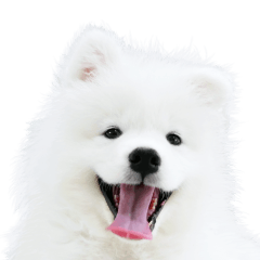 SamoyedBright
