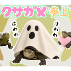 クサガメ参上！