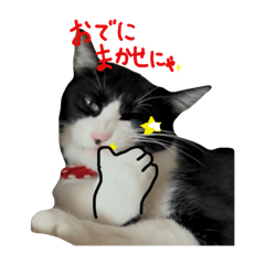 hatiwarecat!!!!browncat!!!!