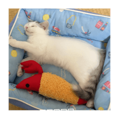 mikii_20250831064221