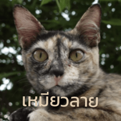 meow lai