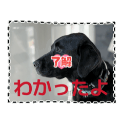 black labdog munchan 6