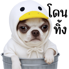 Chihuahua in duck costume