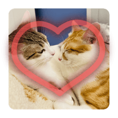 芒果芝芝初登場！