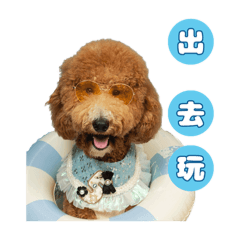 標貴-毛大苑店狗們