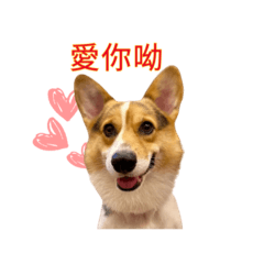 柯基聊天室常用