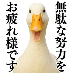 【煽る】リアルなアヒル@ずっと使える - LINE スタンプ | LINE STORE