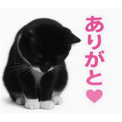 hatiwarenekononitijyou