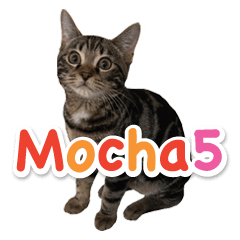 Bengal Cat Mocha Sticker 5