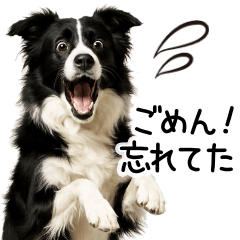 Border Collie Quick Reply2