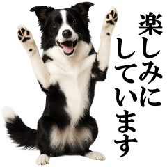 Border Collie Polite Message Stickers