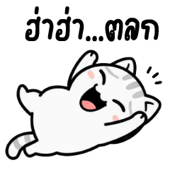 Bobo  The Ultimate Cheeky Cat