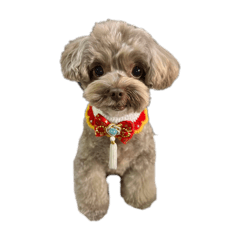 安安愛愛的生活小碎片