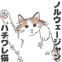 My Norwegian Forest Cats2