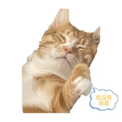 布丁日常.日常布丁