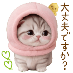 スコティッシュ猫 毎日送れる 日常 敬語