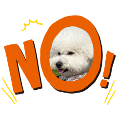 比熊寶寶～～泡菜