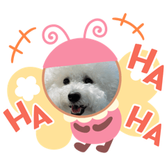 比熊寶寶～泡菜