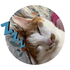 偶の寶貝申請出戰