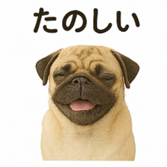 Pug daily message stickers